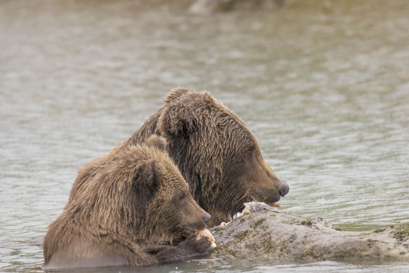 Grizzlyfamilie beim Fressen 