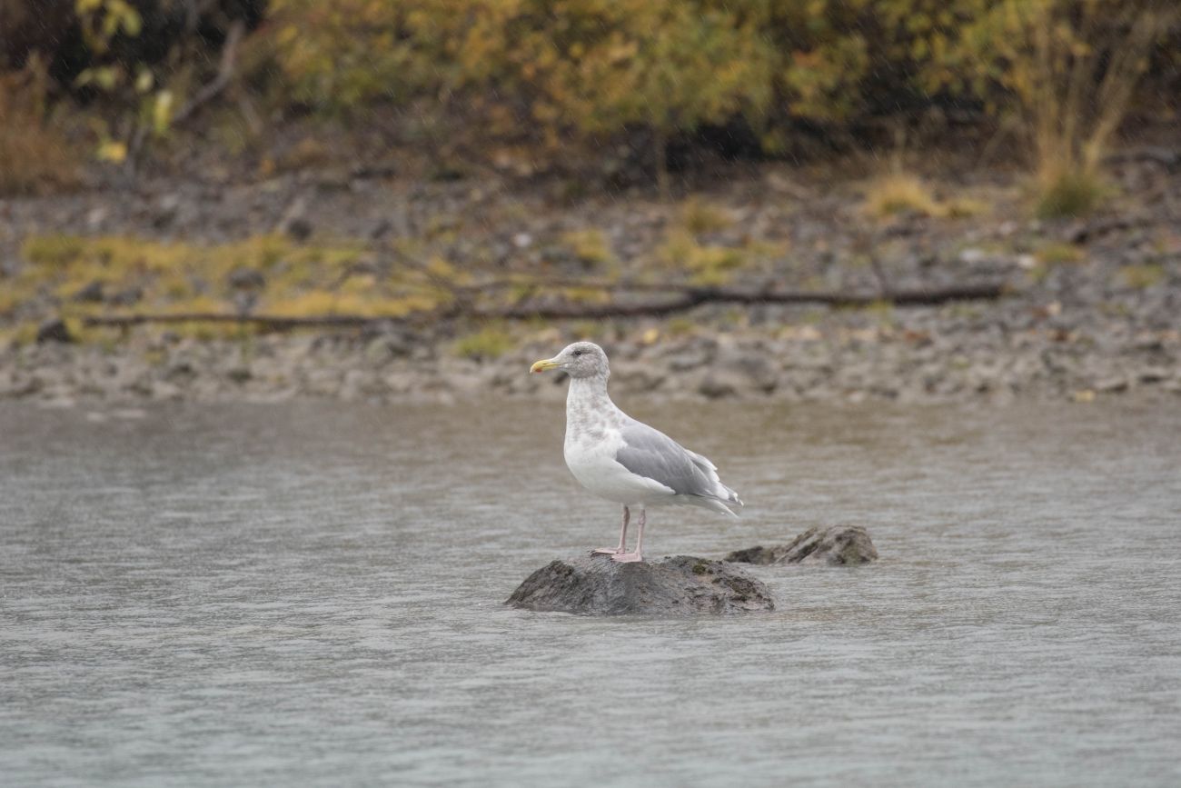 Die Möwe wartet auf Abfälle 