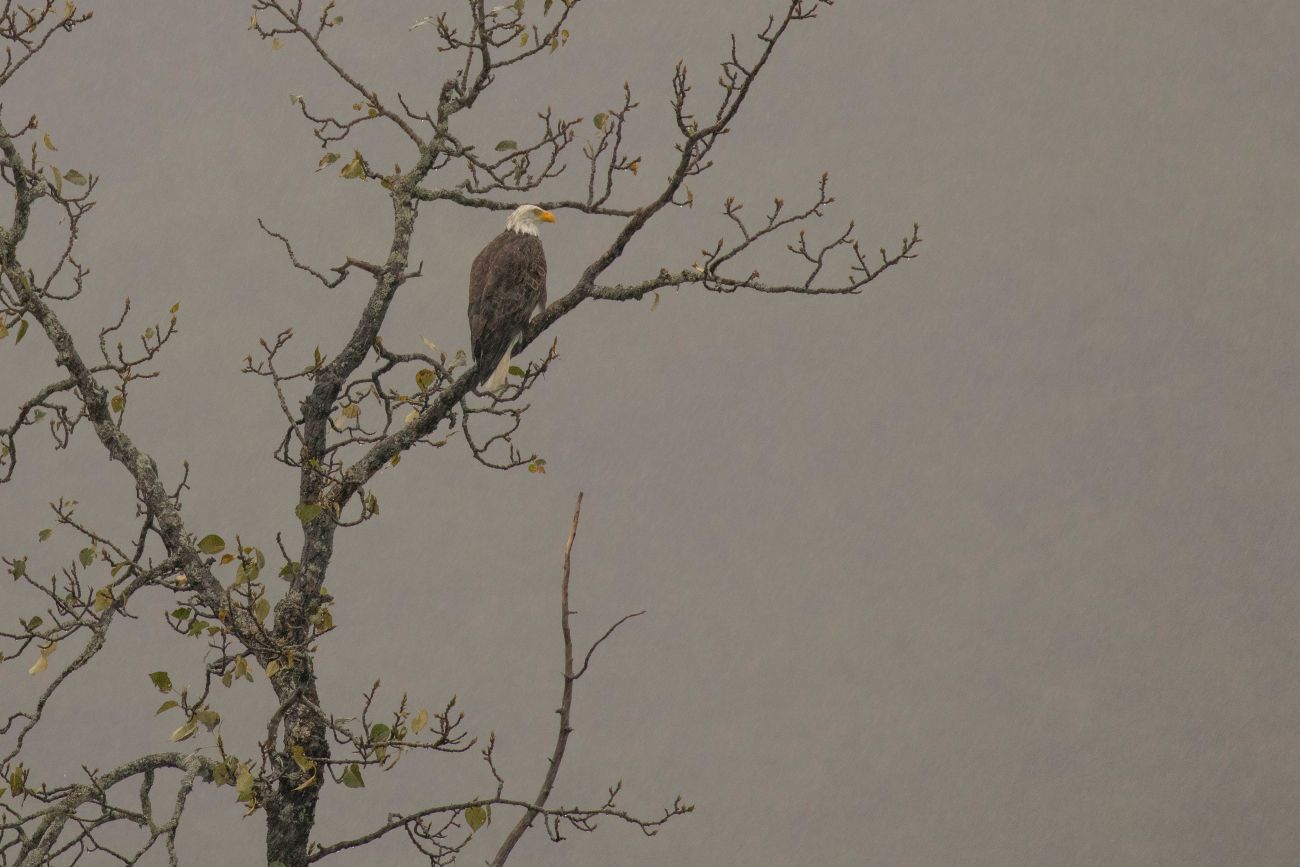 Weißkopfseeadler im Regen 