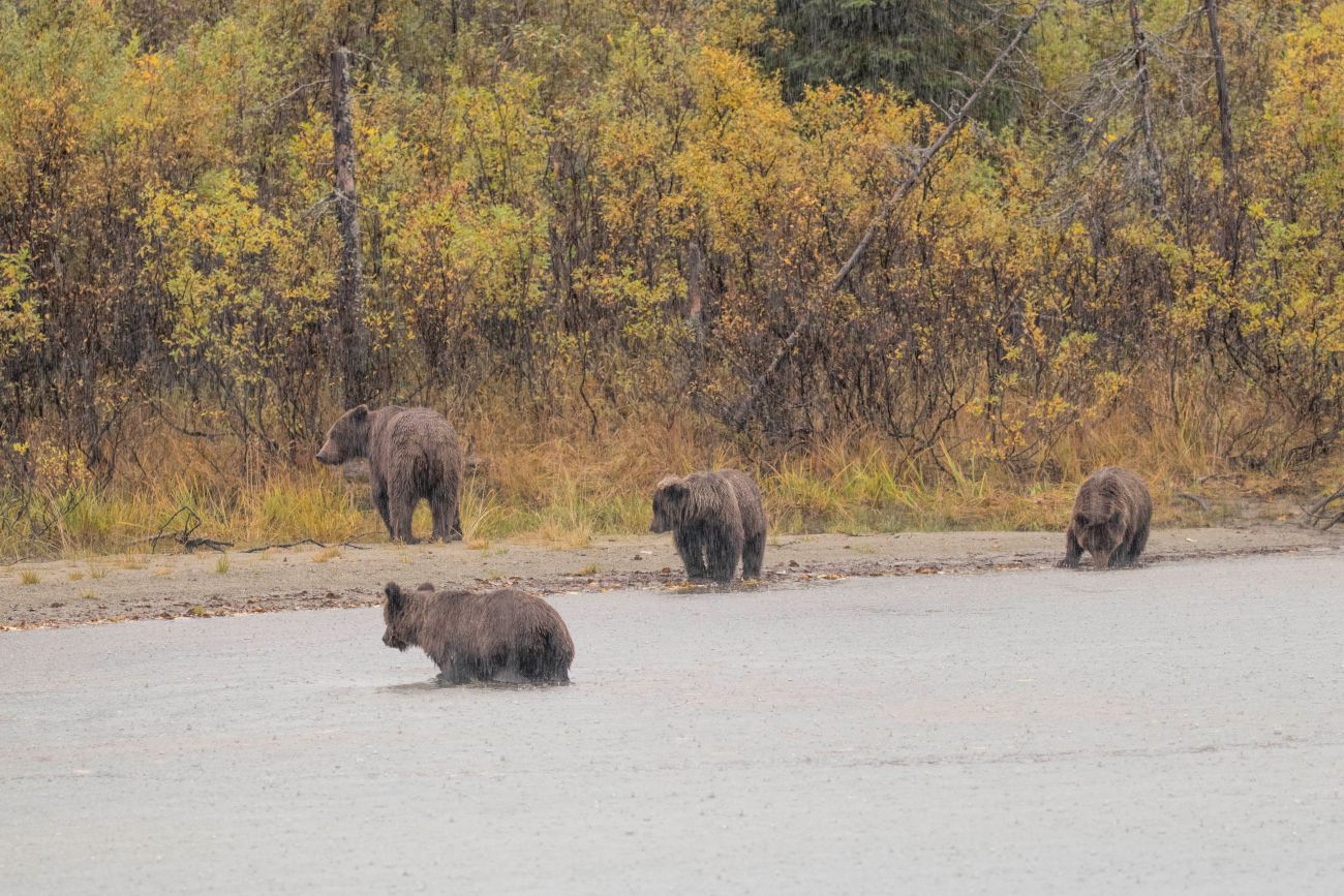 Bärenmutter mit drei zweijährigen Cubs 