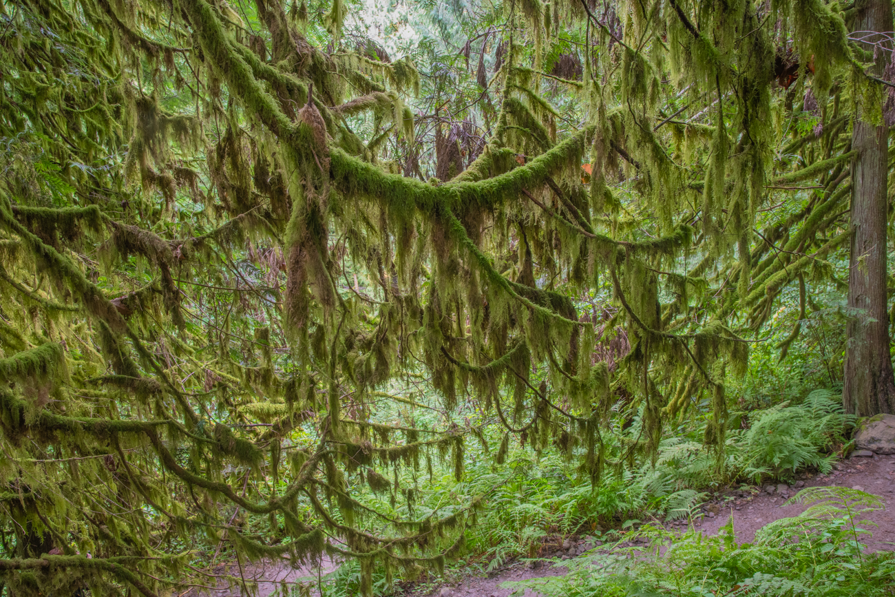 An den Bäumen hängt viel Spanish Moss