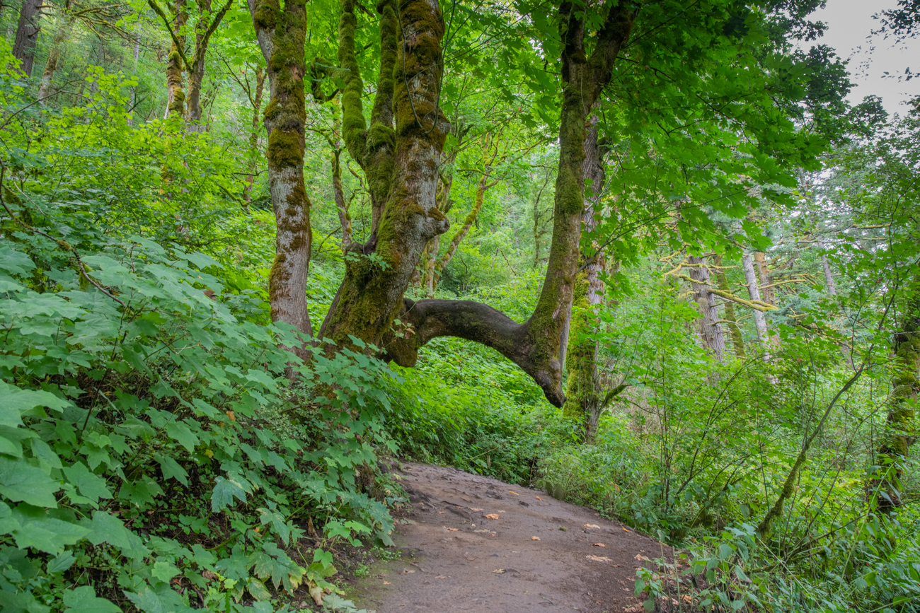 Noch ein merkwürdiger Baum