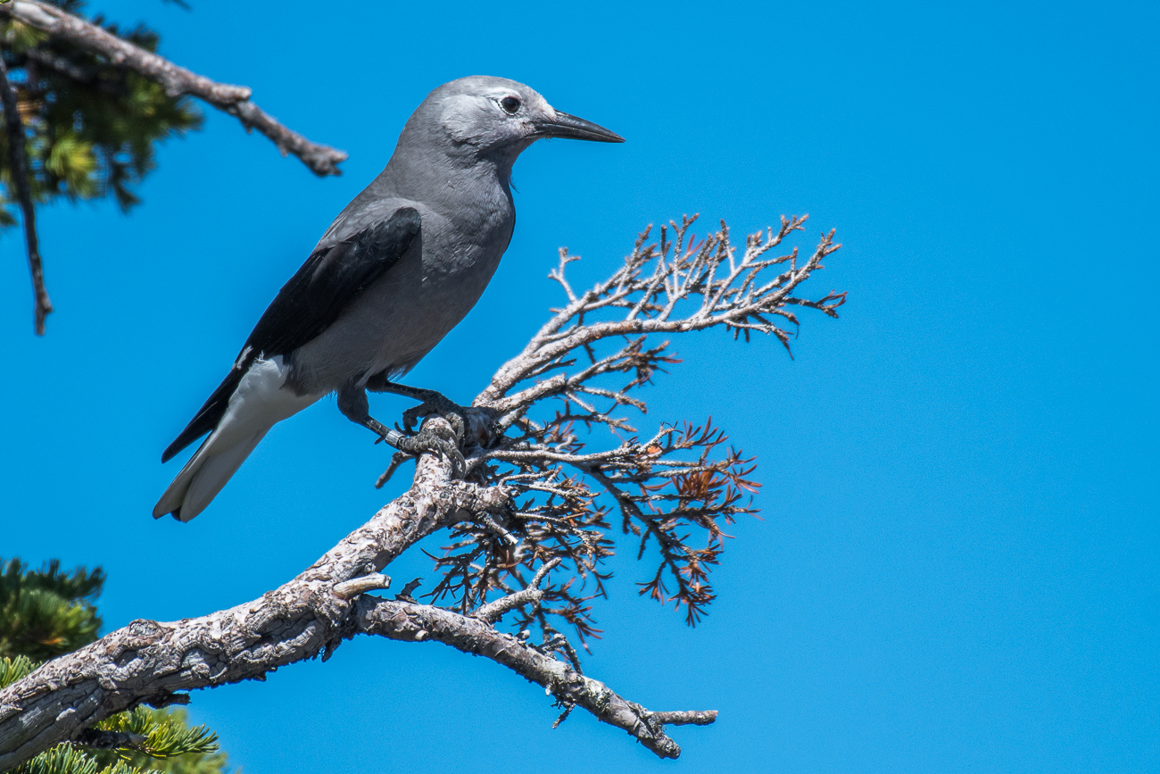 Ein Clark's Nutcracker