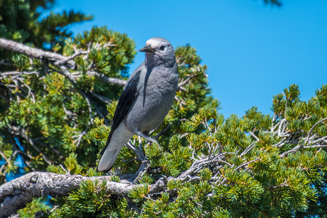 Clark's Nutcracker