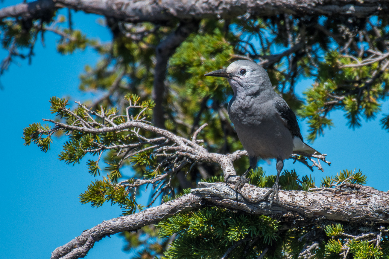 Clark's Nutcracker