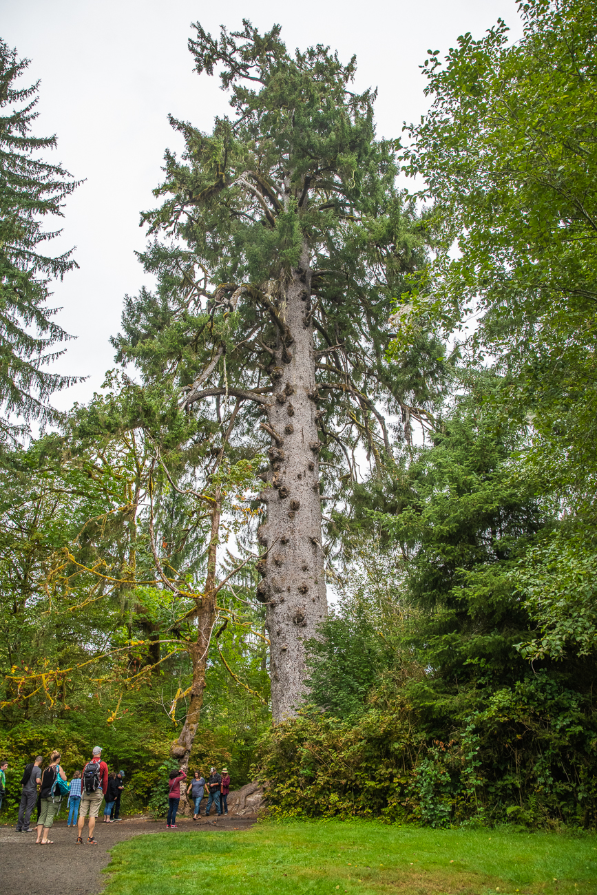 Am Lake Quinault steht die größte Fichte (Spruce Tree) der Welt