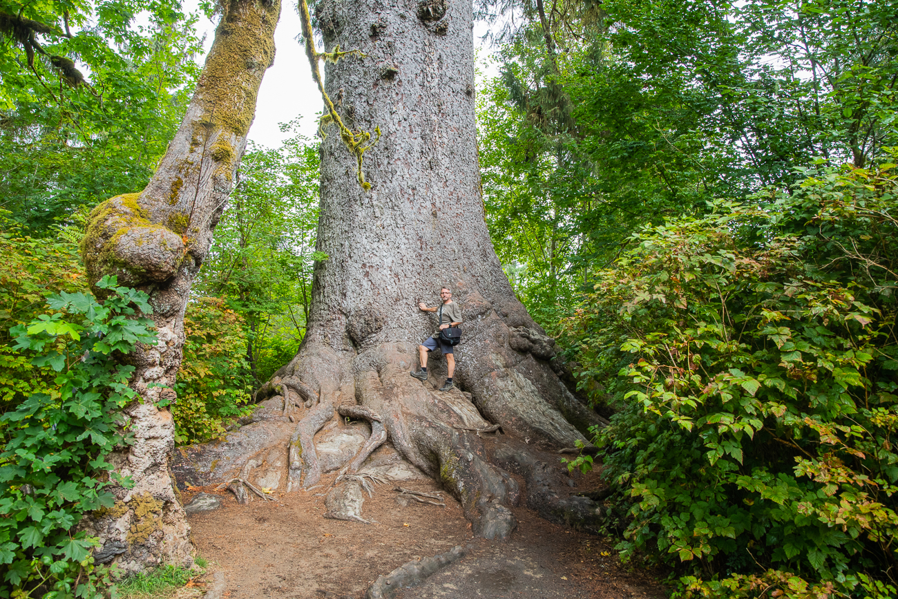 Ist schon ein imposanter Baum