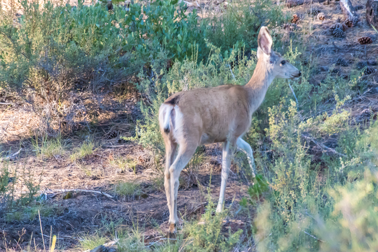 Morgendlicher Gast