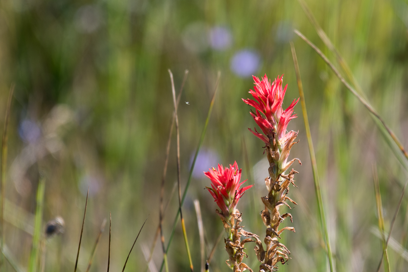 Zur Abwechslung mal etwas Rot im grünen Wald