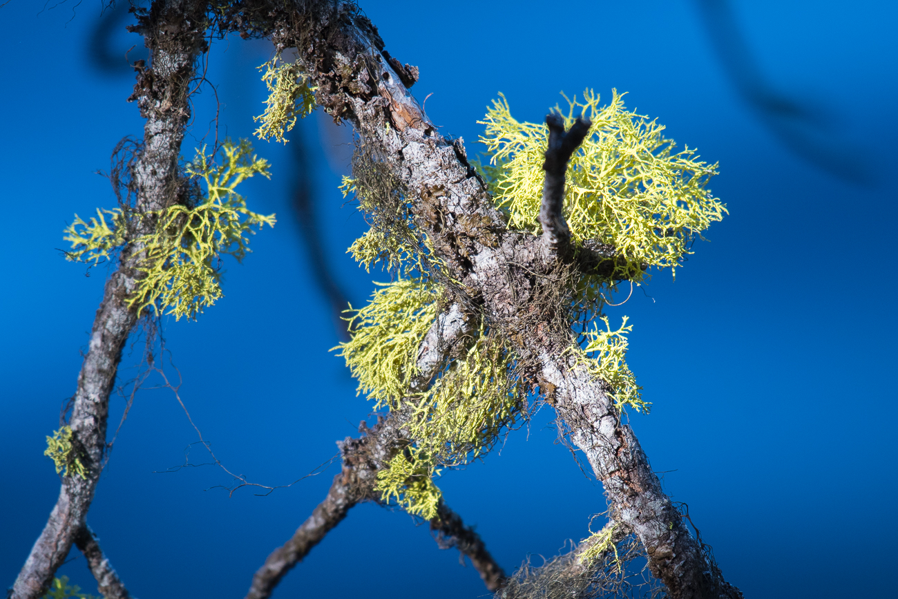 Spanish Moss