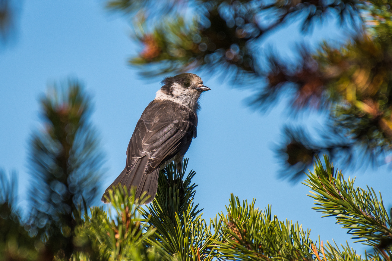 Gray Jay