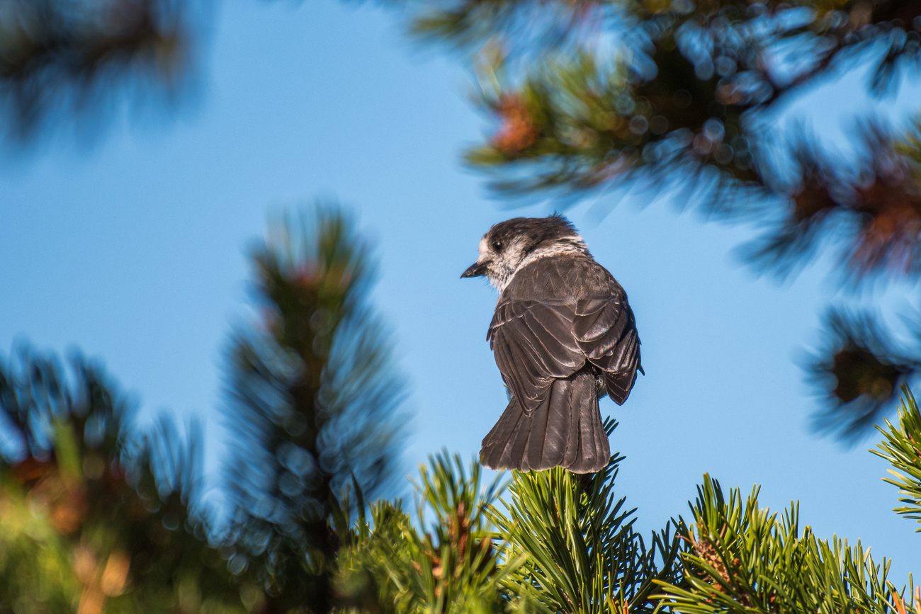 Gray Jay