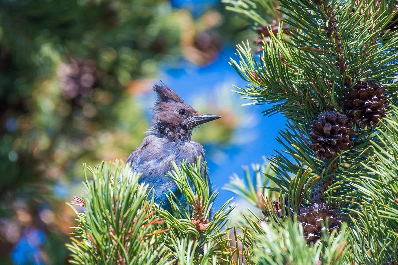 Steller's Jay