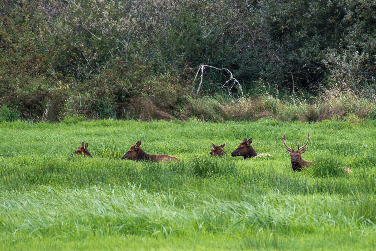 Am Waldrand haben wir einige Wapitis (Elk) entdeckt