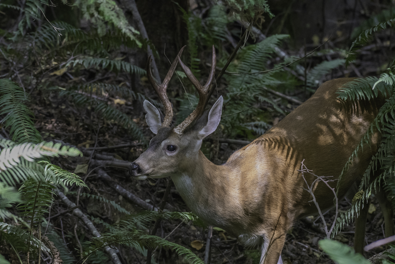 Der Reindeer Buck ist nicht so ängstlich ...