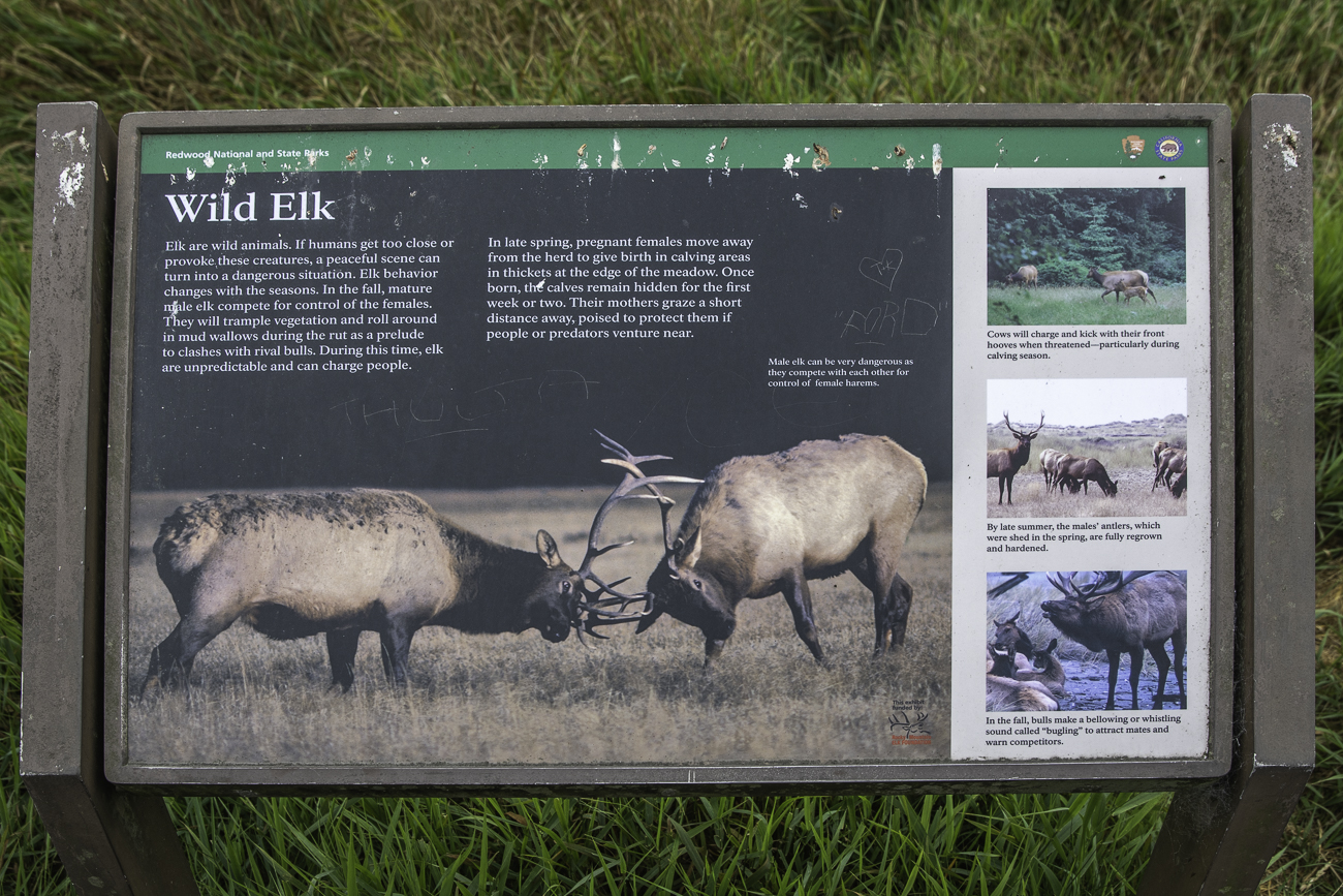 Im Tal unten folgen wir einer Beschilderung zu den Wapitihirschen (Elk)