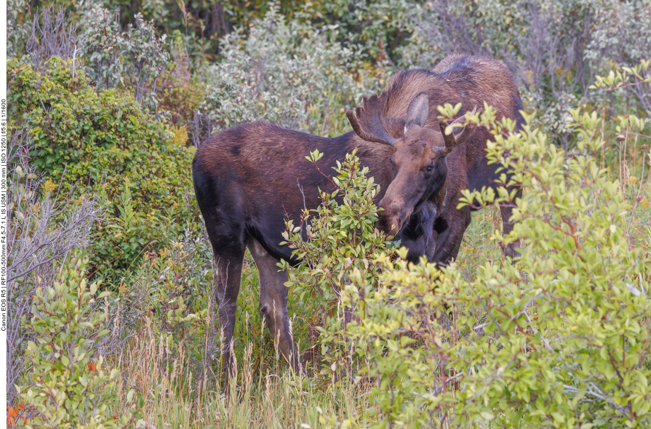 Elchbulle und Elchkuh 