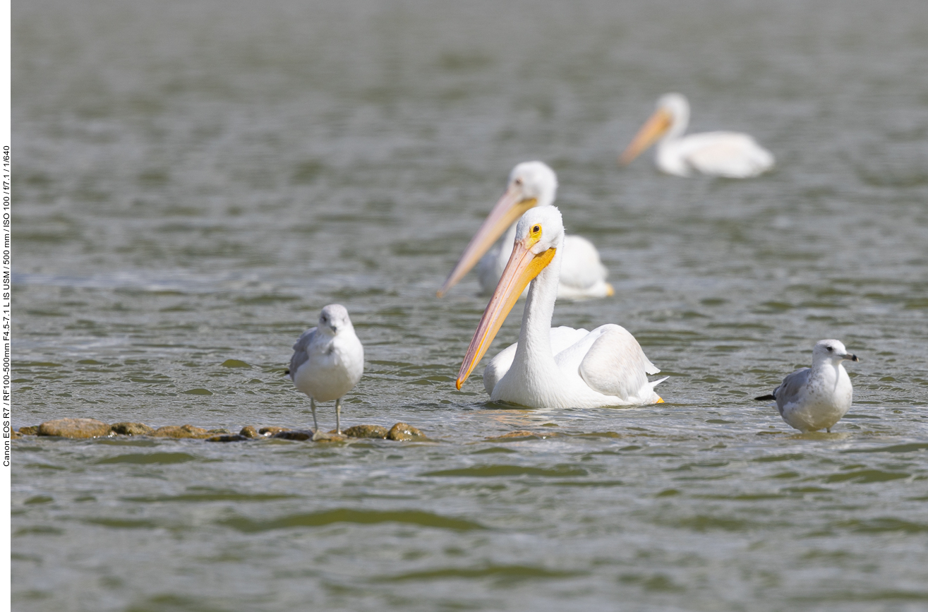 Pelikane und Möwen