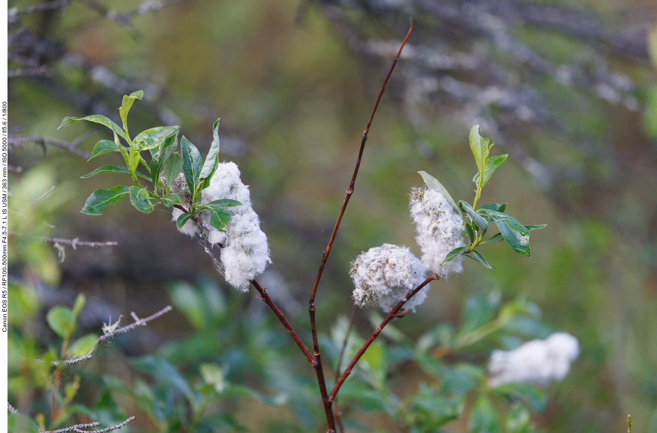 Lorbeerweide [Salix pentandra]