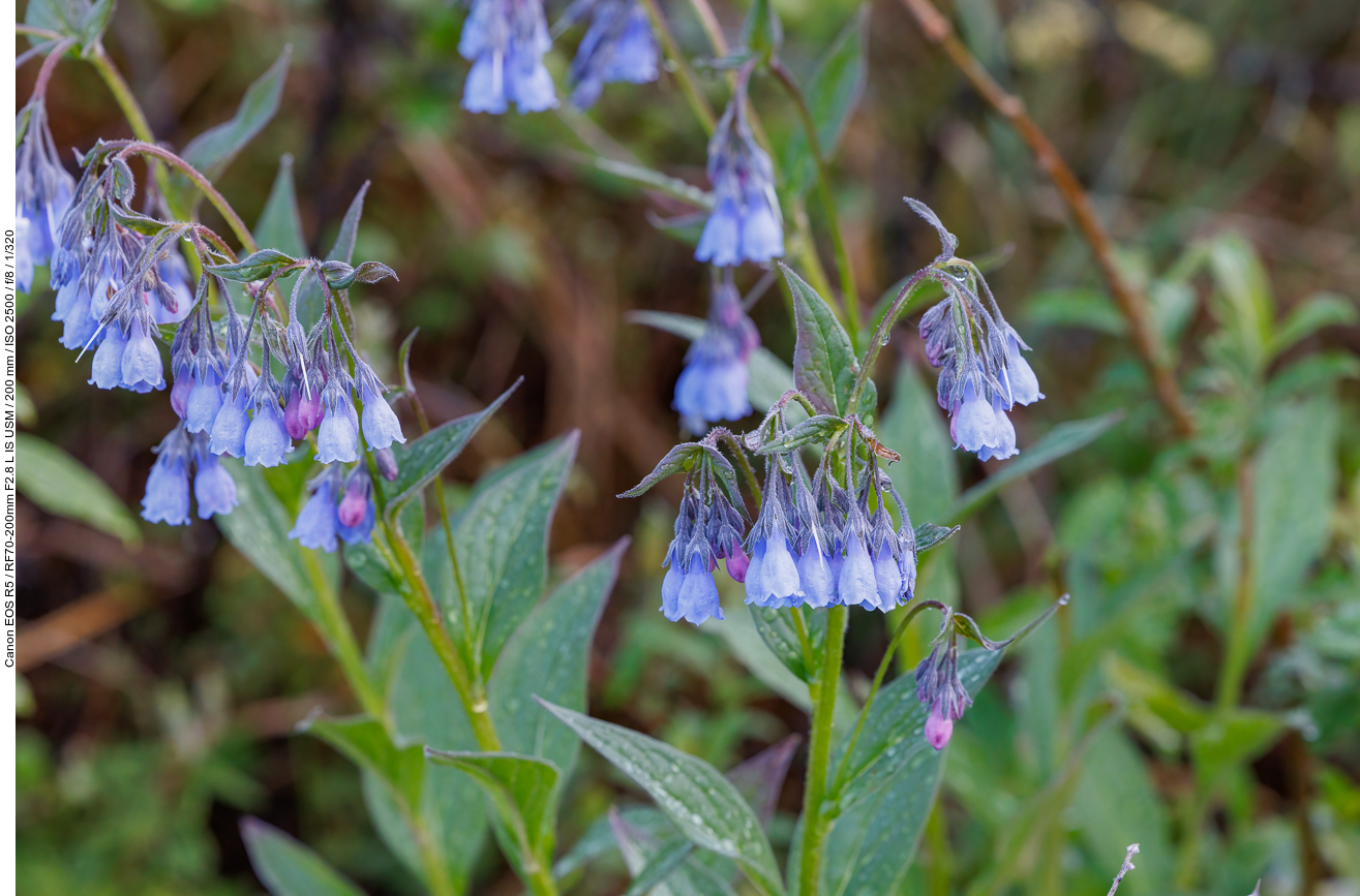 Blauglöckchen [Mertensia paniculata]
