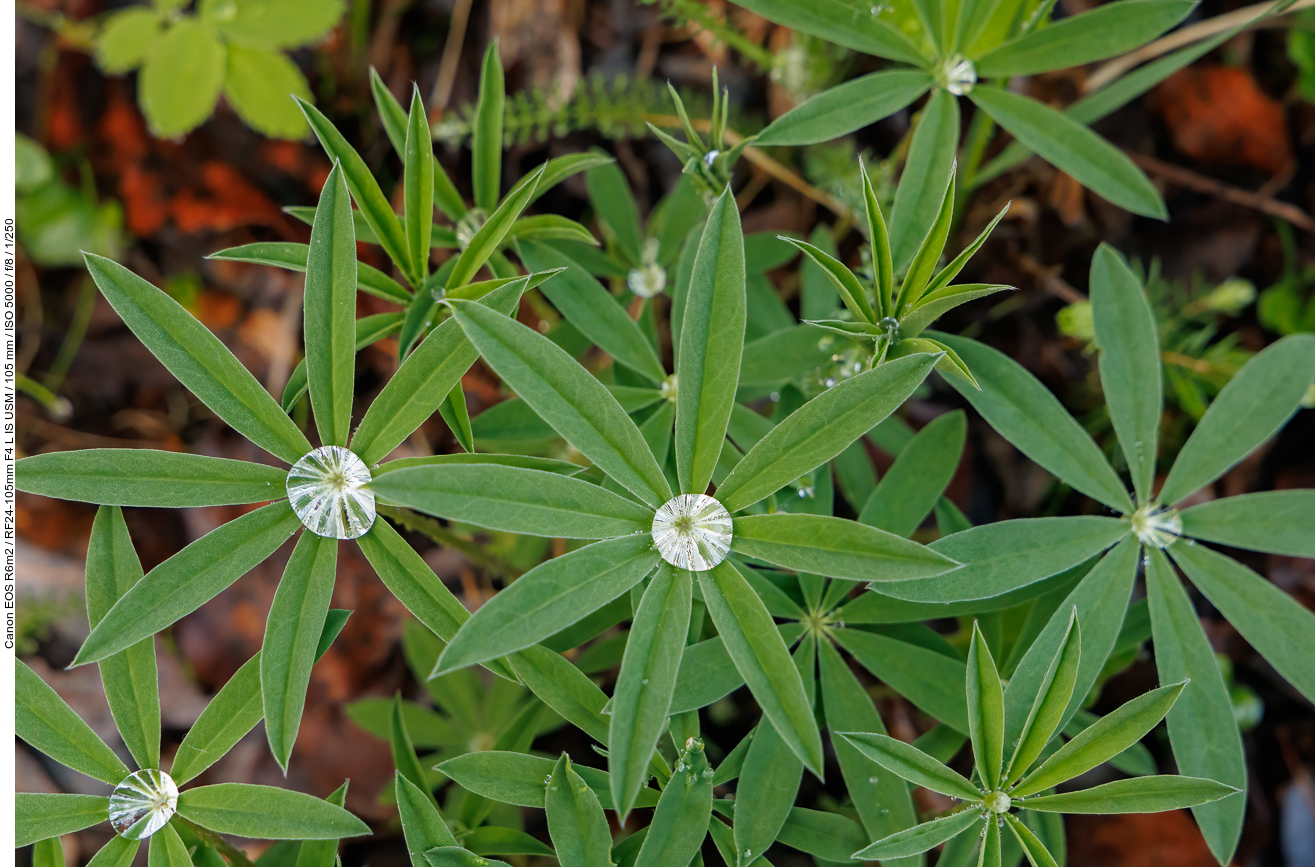 Wassertropfen auf Garten-Lupine [Lupinus polyphyllus]