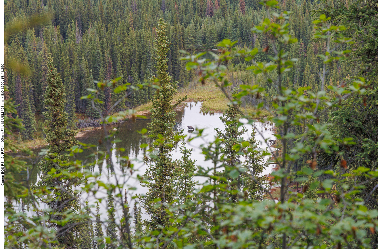 Unten im Horseshoe Lake steht eine Elchkuh