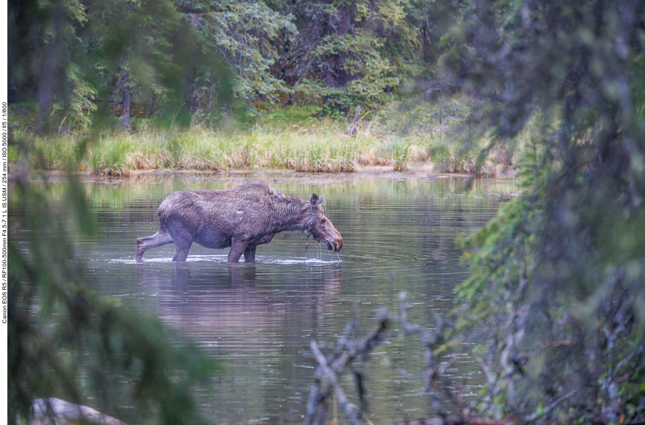 Die Elchkuh frisst Wasserpflanzen und lässt sich von uns nicht stören