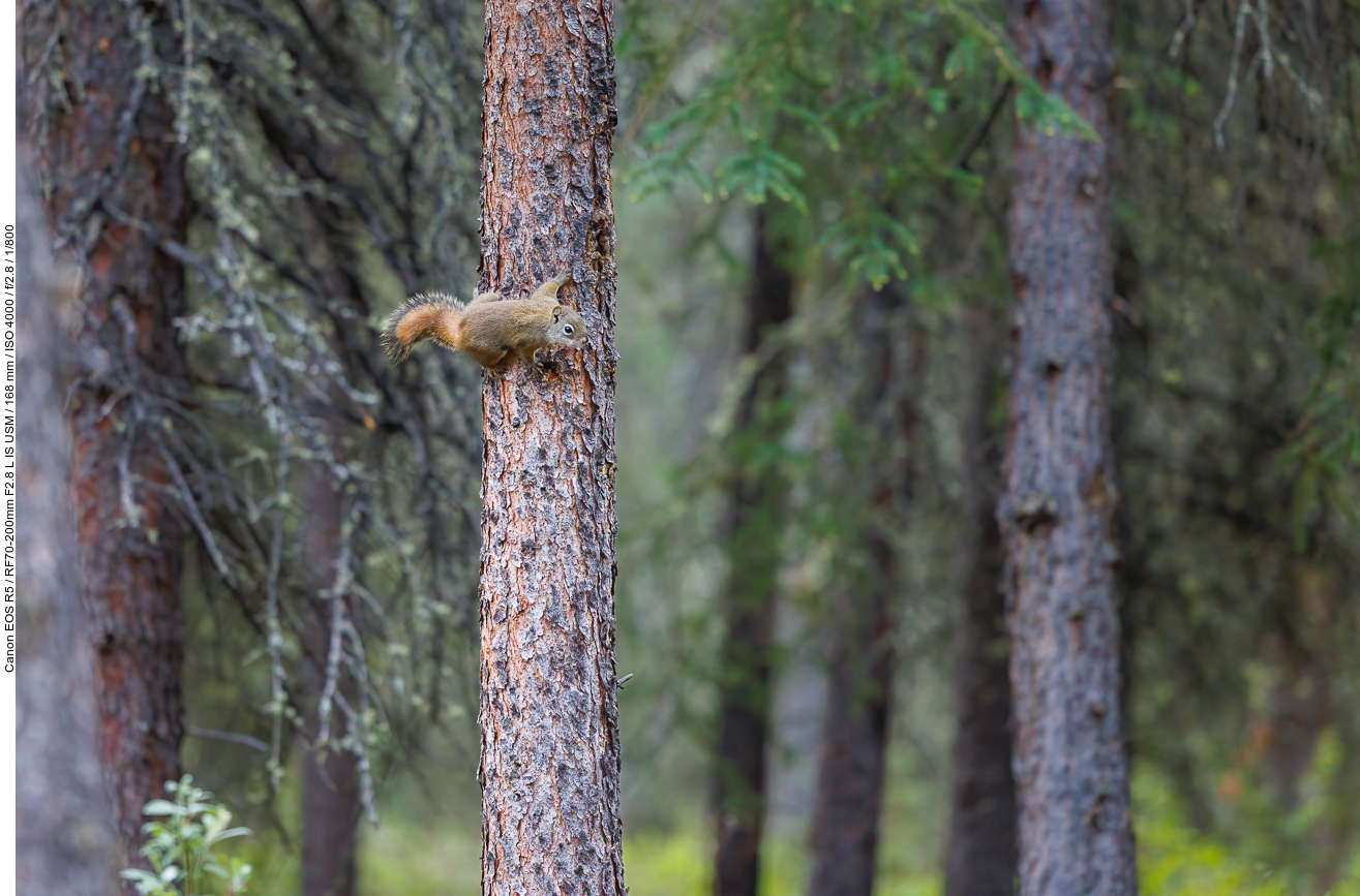 ... wie zum Beispiel dieses Grauhörnchen [Sciurus carolinensis]