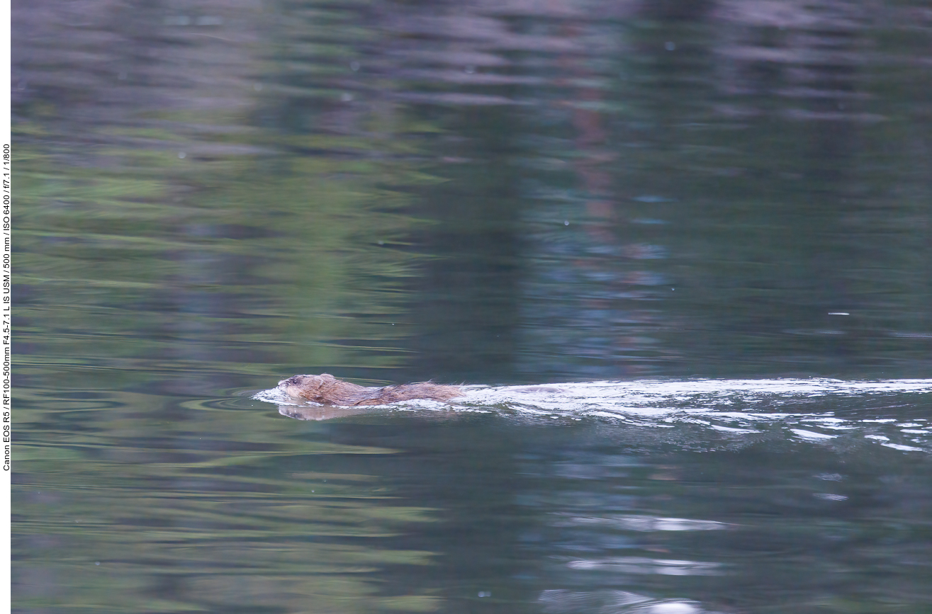 Oder auch dieser Bisam [Ondatra zibethicus], der gerade durch den See schwimmt