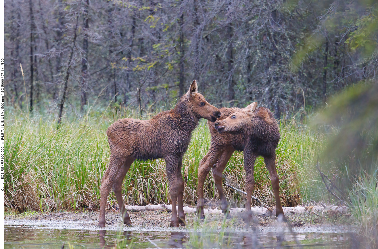 ... die am Ufer schmusen ...