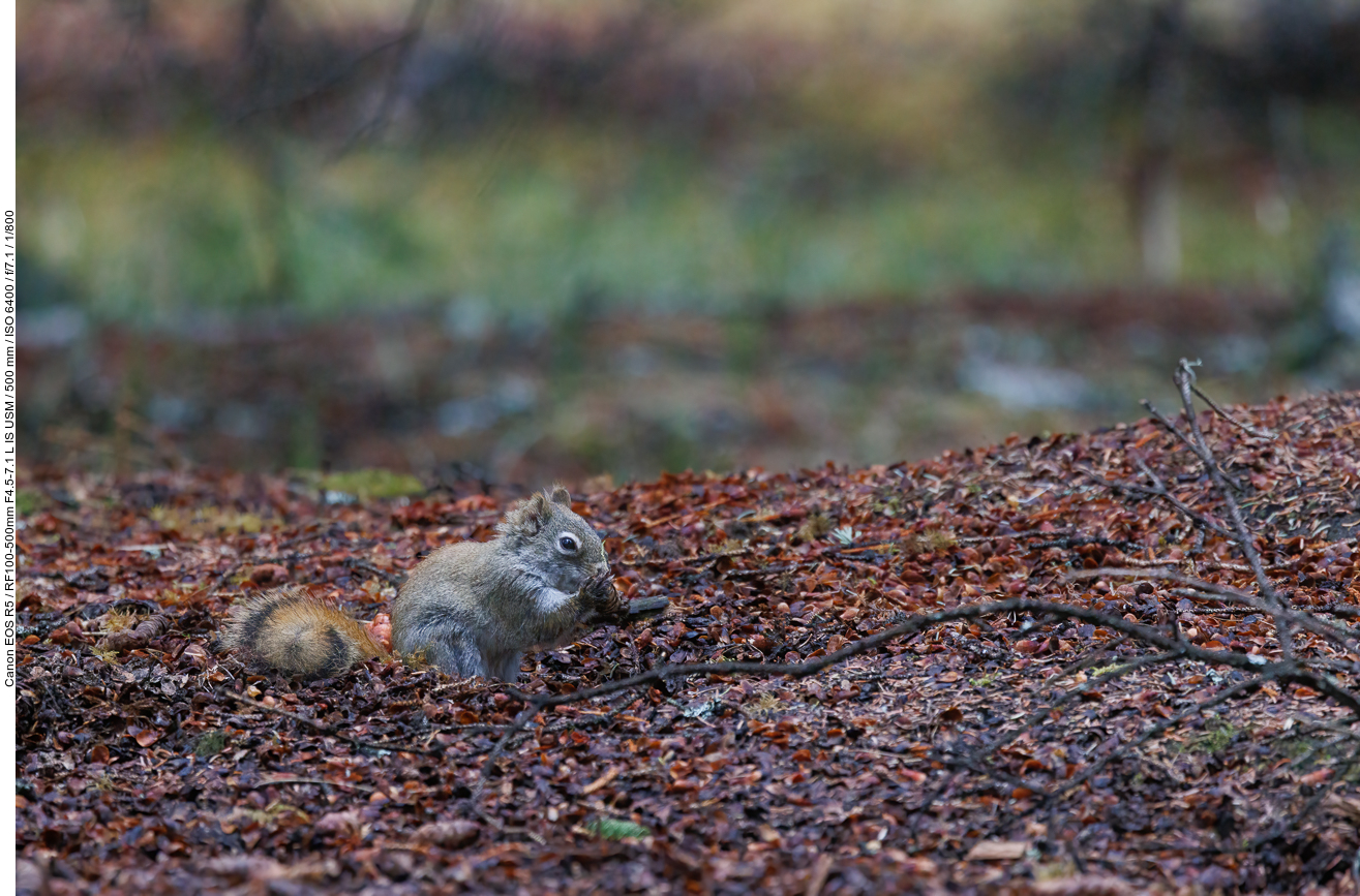 Noch ein Grauhörnchen [Sciurus carolinensis] ...