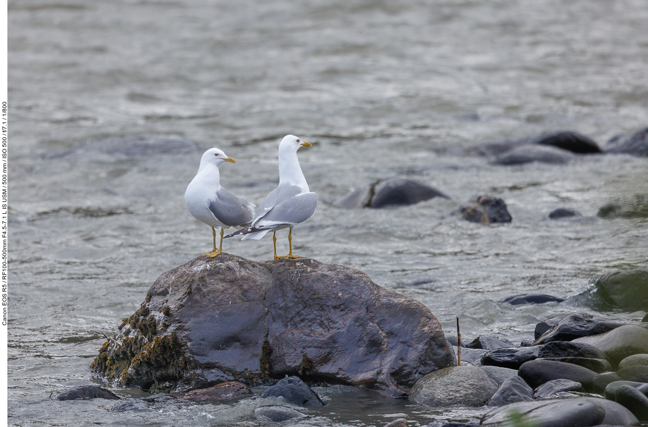Sturmmöwen (common gull or sea mew) [Larus canus] am Flussufer