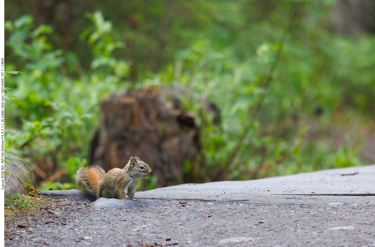Und noch ein Grauhörnchen zeigt sich uns