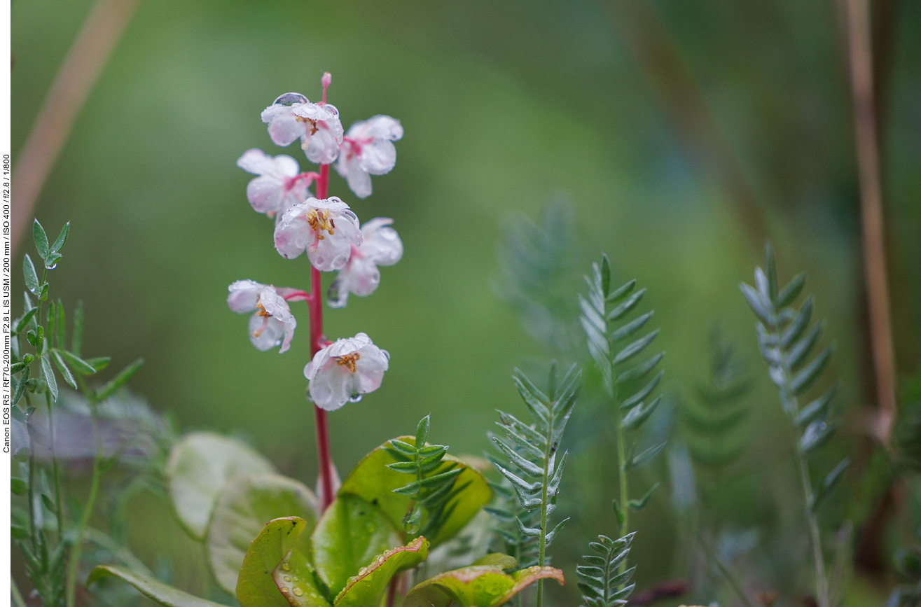 Kleines Wintergrün [Pyrola minor]