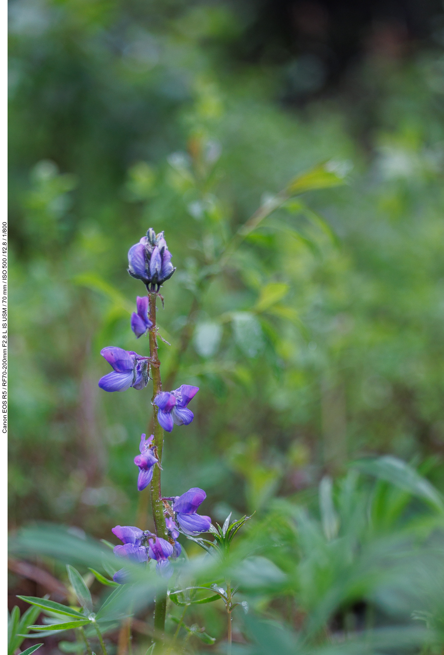 Alaska Lupine [Lupinus nootkatensis]