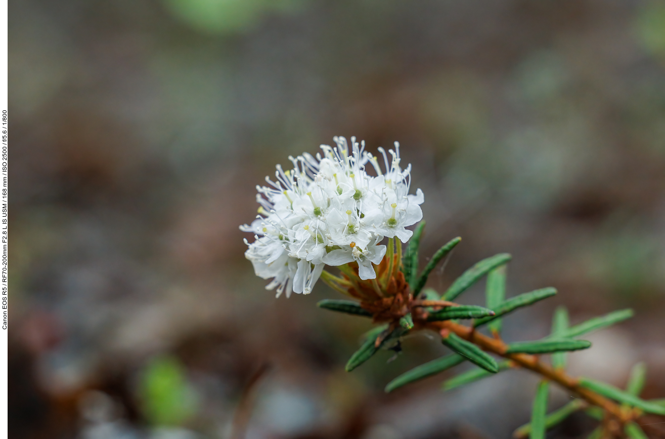 Sumpf-Porst [Rhododendron tomentosum]