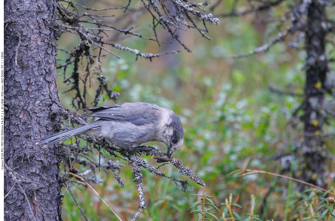 Meisenhäher (Canada jay or grey Jay or Whisky Jack) [Perisoreus canadensis] ...