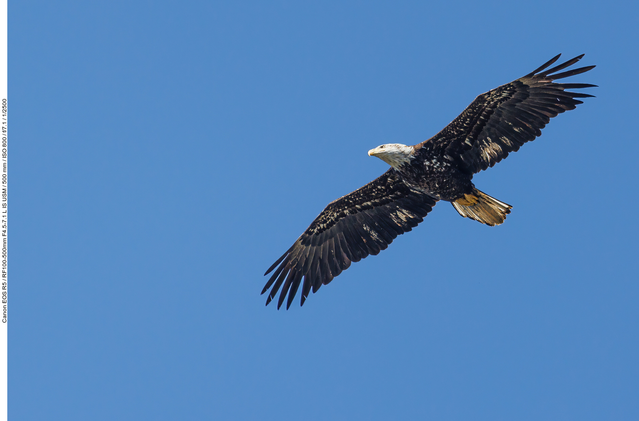 Fast adulter Weißkopfseeadler