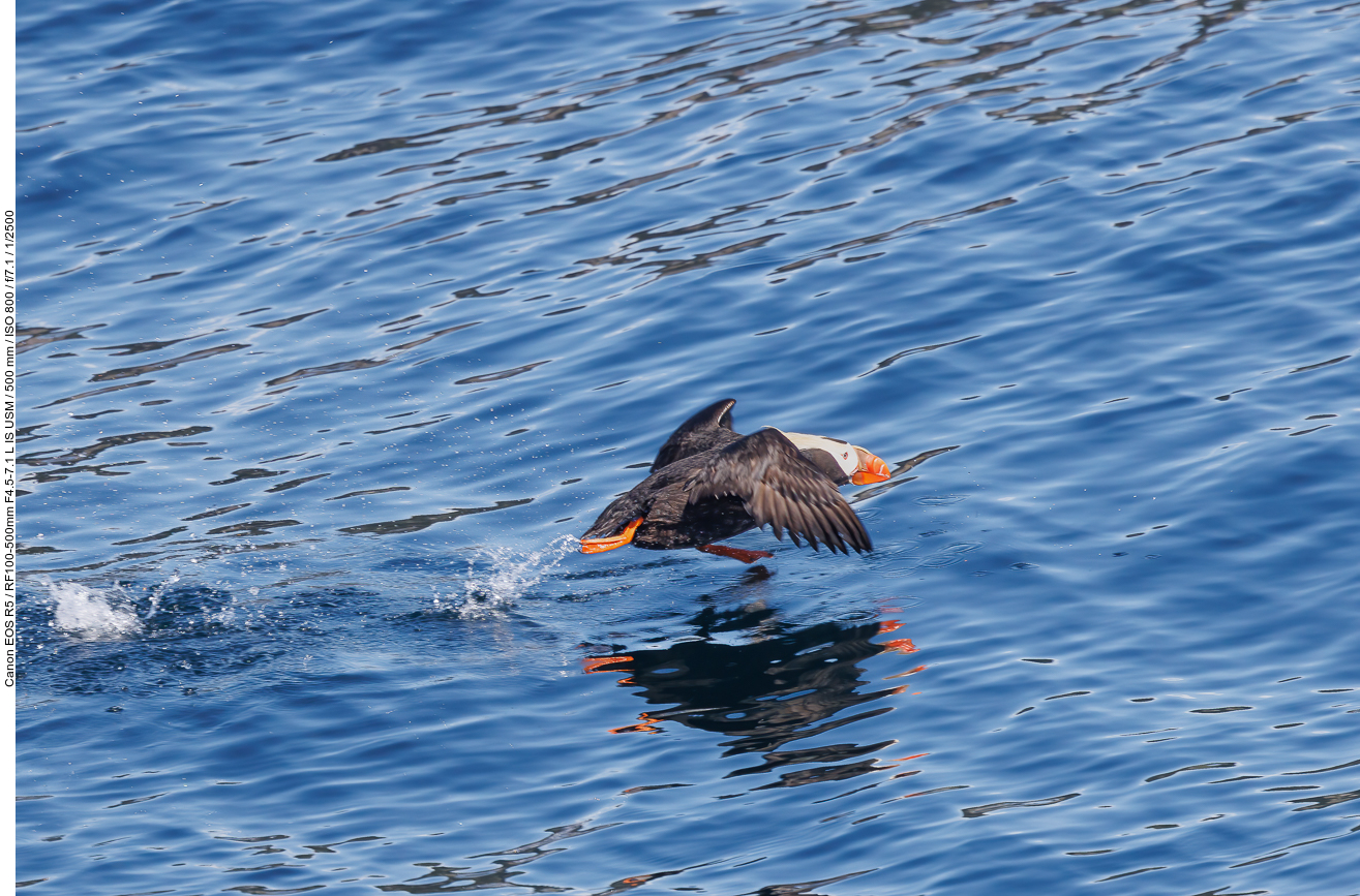 Gelbschopflund (Tufted puffin) [Fratercula cirrhata]