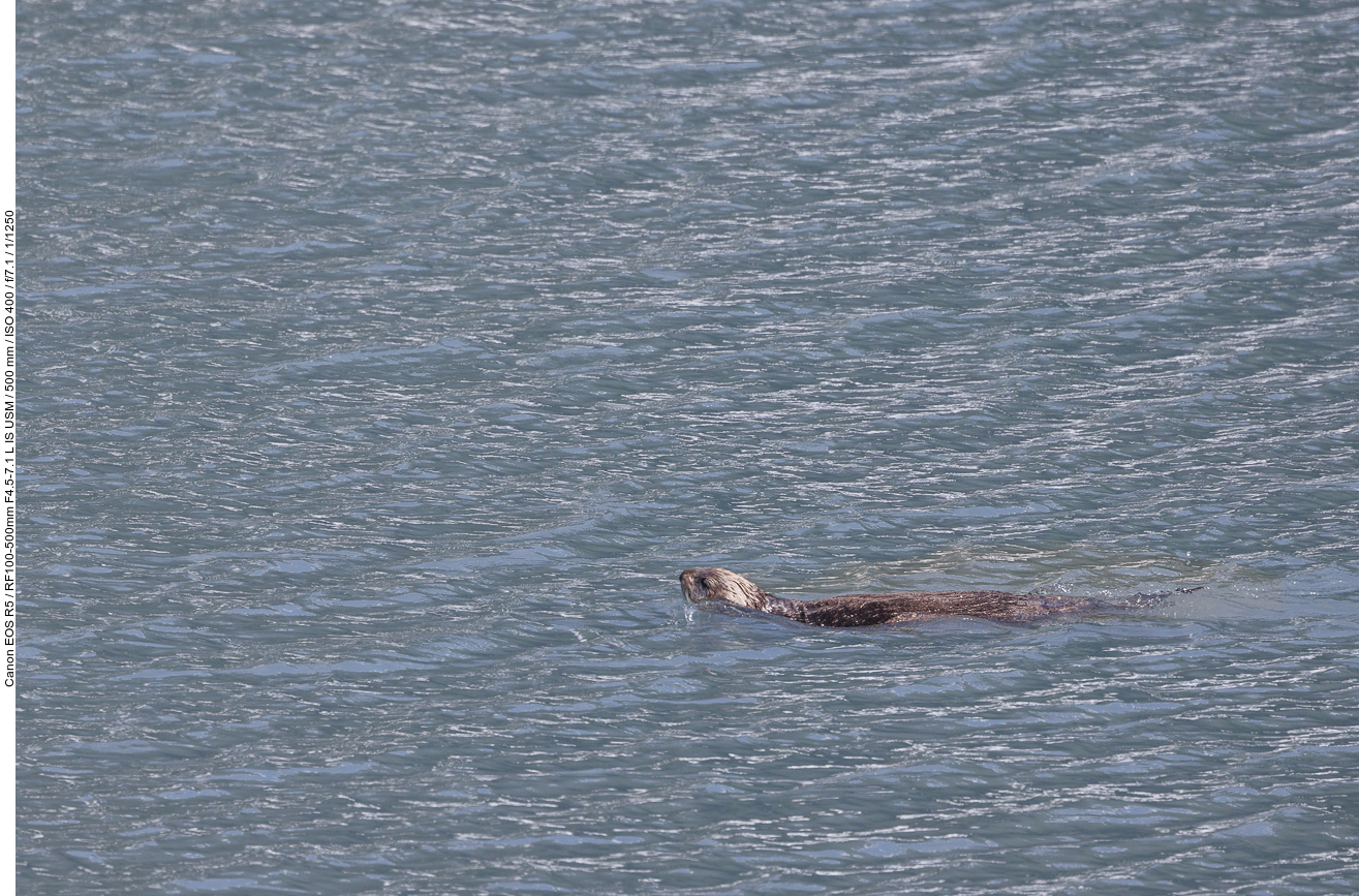 Seeotter