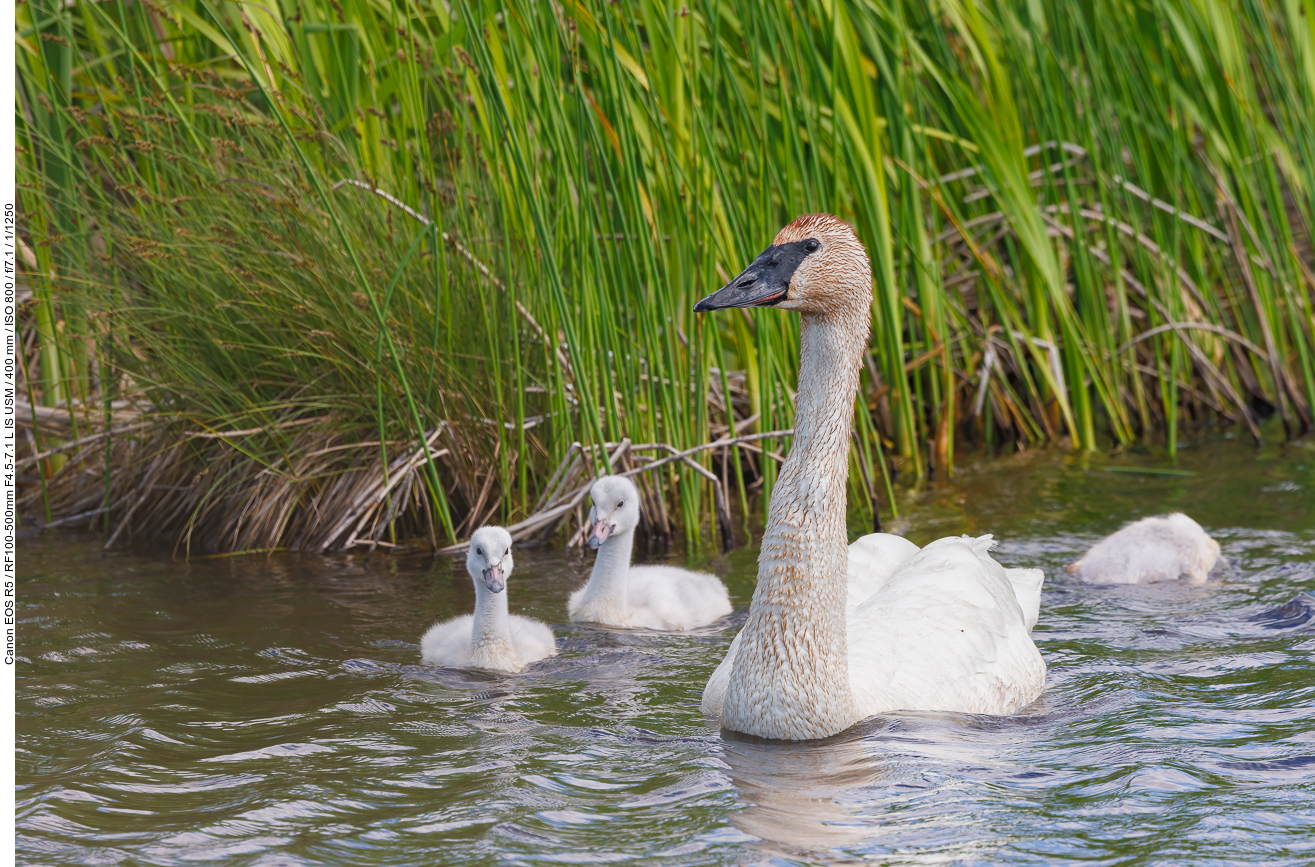Trompeterschwan [Cygnus buccinator] mit Nachwuchs