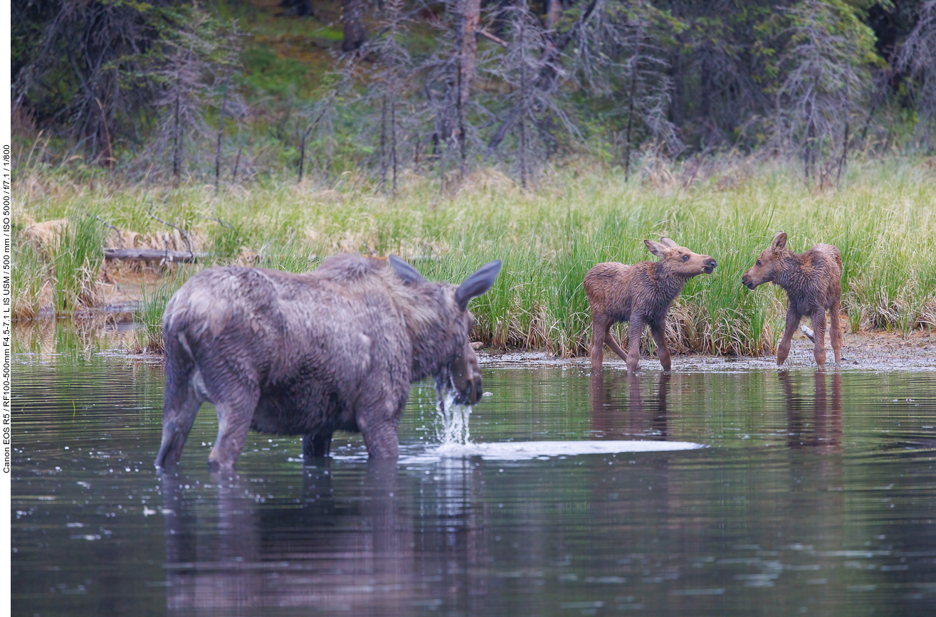 Alaska 2024