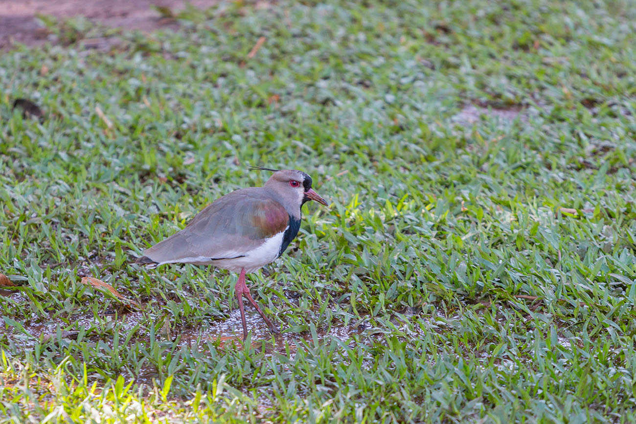 Der Southern Lapwing (Vanellus chilensis) ... 