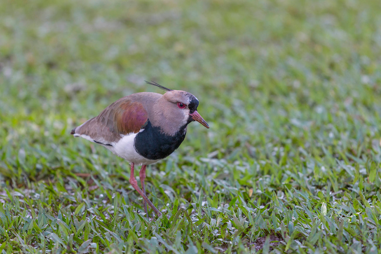 ... ist der Nationalvogel Paraguays ... 