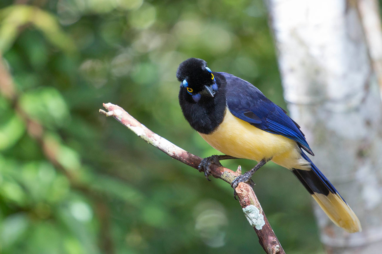 Kappenblaurabe (Cyanocorax chrysops) ... 