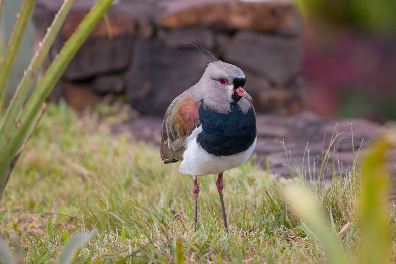 Nochmal der Southern Lapwing (Vanellus chilensis)