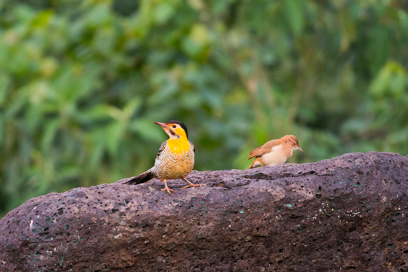 Nochmal der unbekannte Vogel mit seinem Freund 
