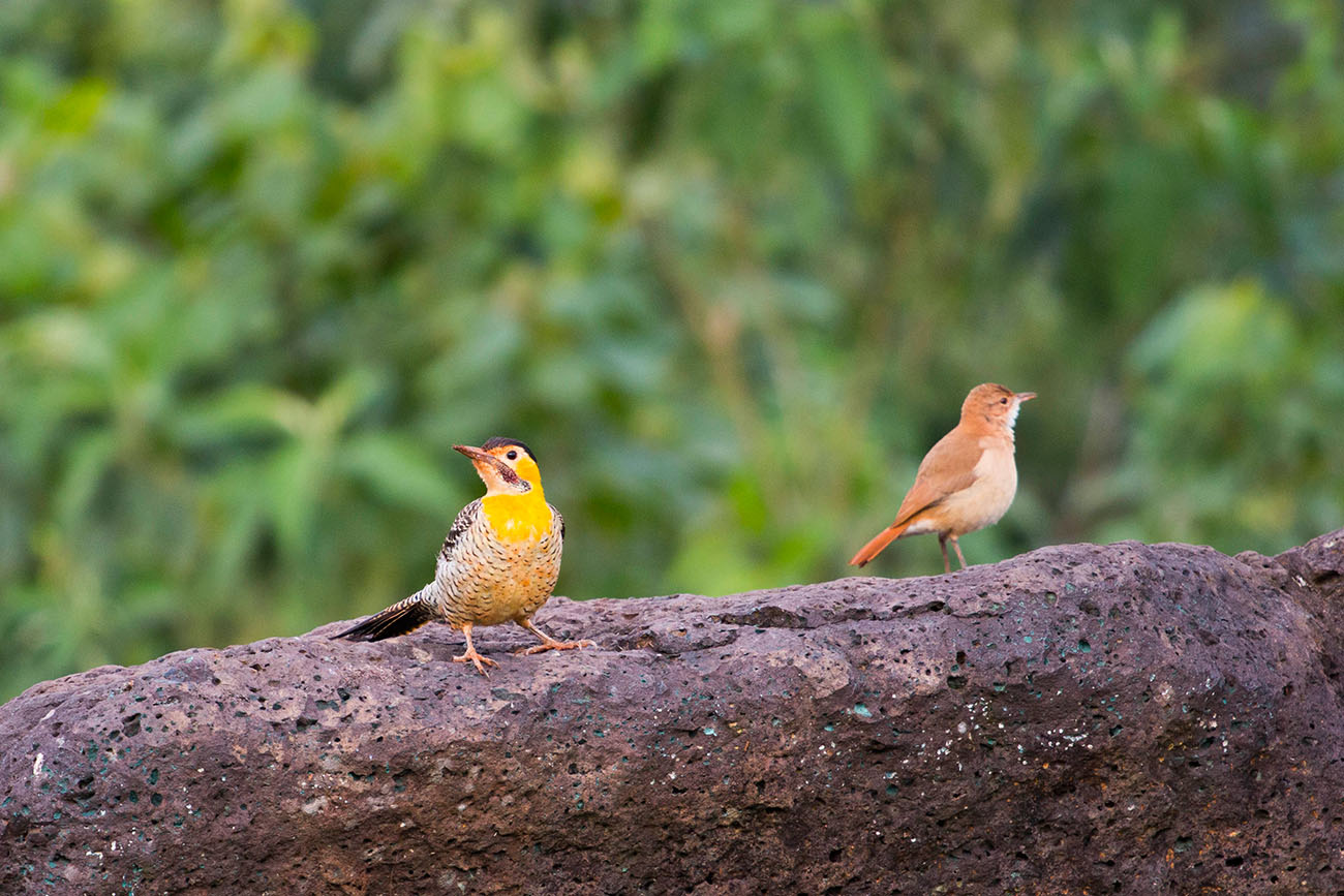 Nochmal der unbekannte Vogel mit seinem Freund 