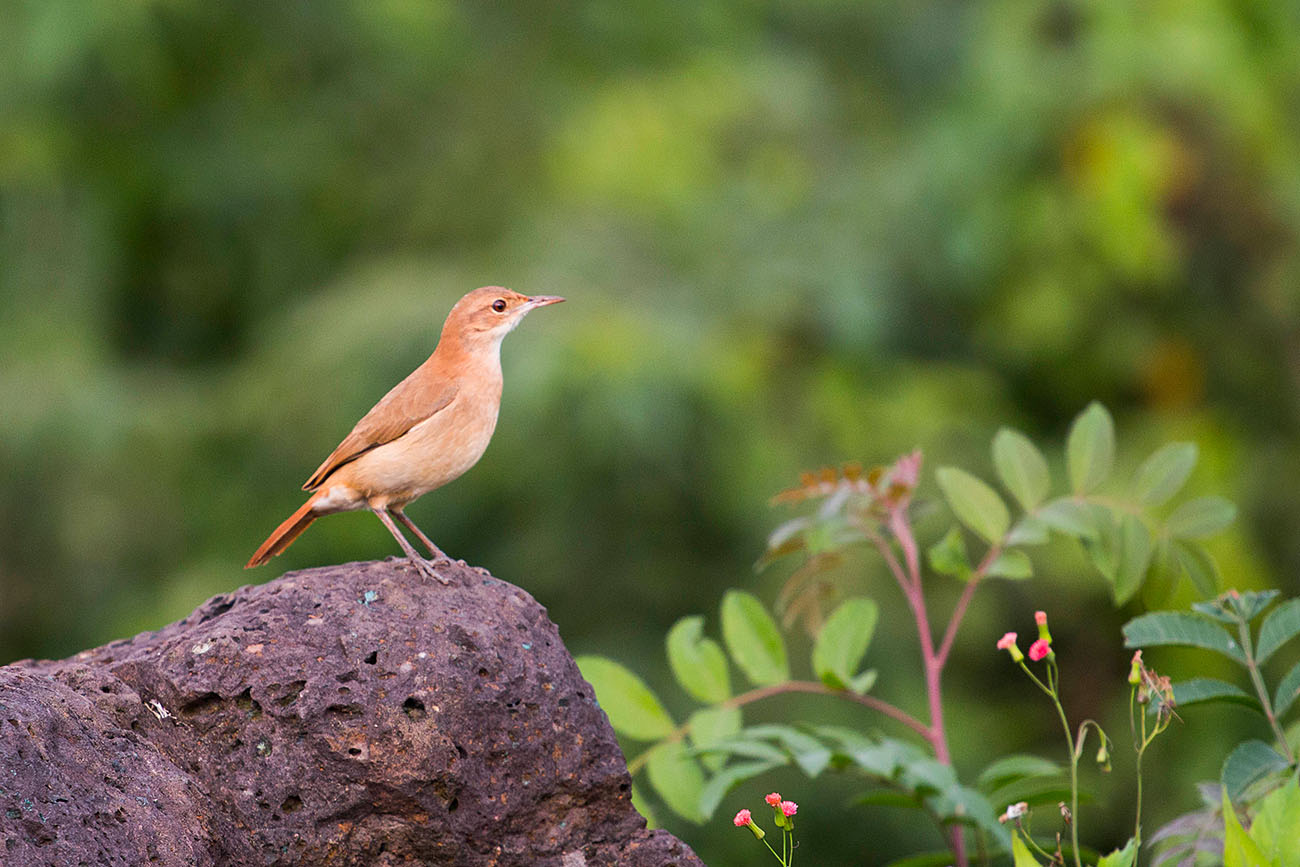 Der gleiche Vogel wie oben rechts, nur in schlankerer Haltung 