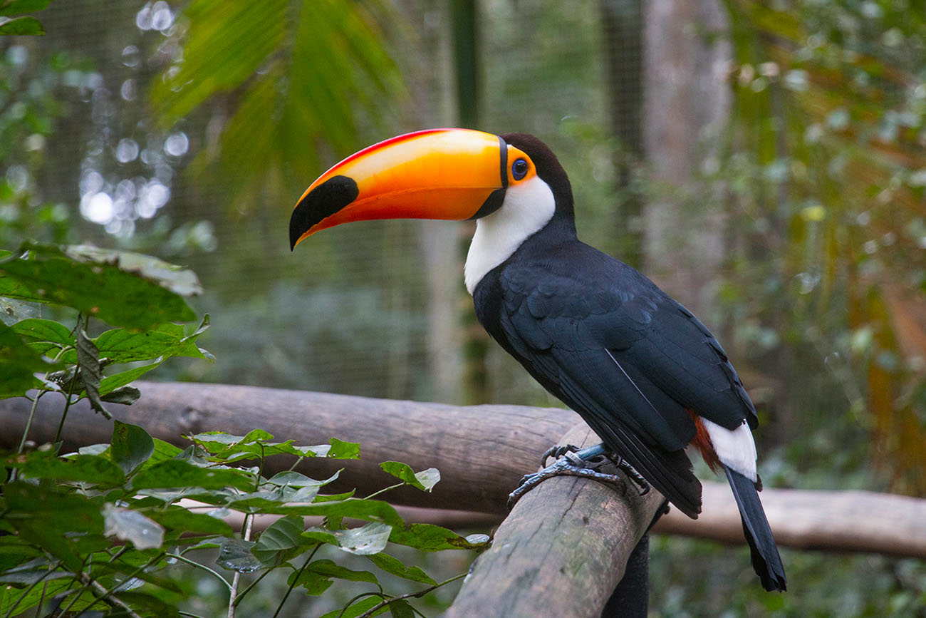 Ein Tukan aus der Nähe, leider nicht wildlife 